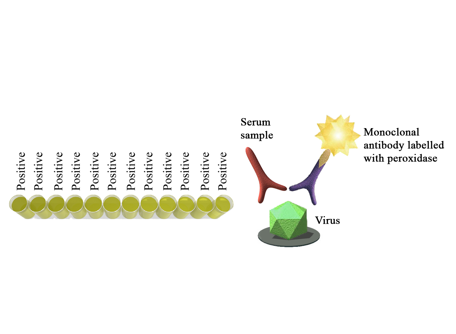 BIO K 392 - Monoscreen AbELISA Bovine coronavirus / Competition